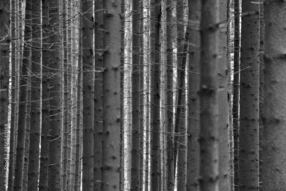 In the dark forest In the dark forest