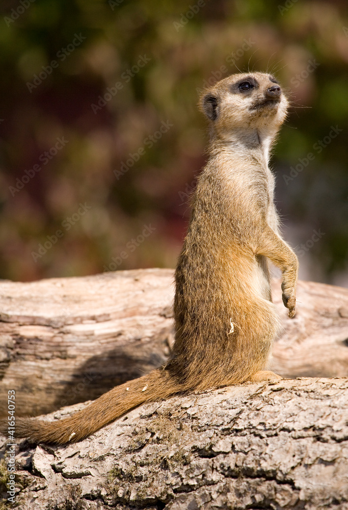 Fototapeta premium Slender -Tailed Meerkat