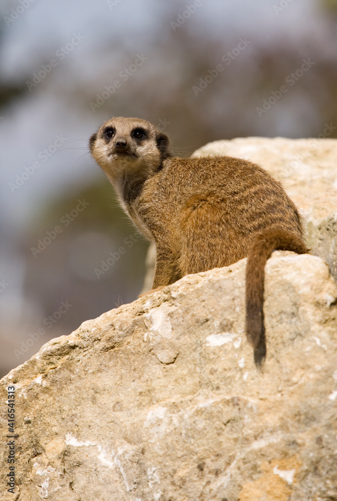 Fototapeta premium Slender -Tailed Meerkat