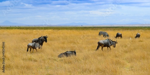 group of wildebeests in amboseli national park © NAEPHOTO