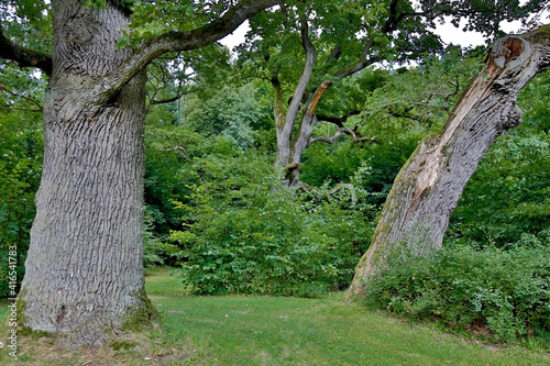 bialowieska photo