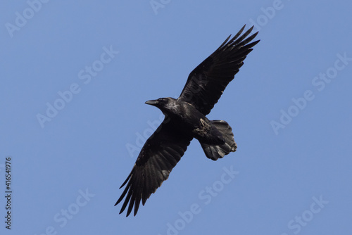 Common raven corvus corax flying with open wings on blue sky background
