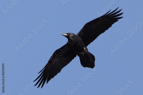 Common raven corvus corax flying with open wings on blue sky background © Werner