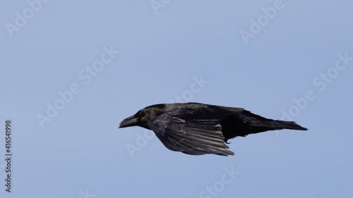 Common raven corvus corax flying on blue sky background © Werner