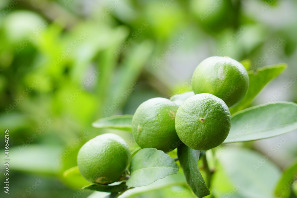 Organic green lemon in the garden.