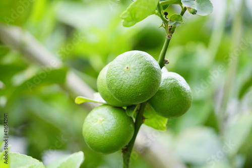 Wallpaper Mural Organic green lemon in the garden. Torontodigital.ca