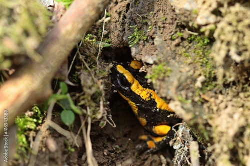 Feuersalamander (Salamandra salamandra) im Versteck. photo