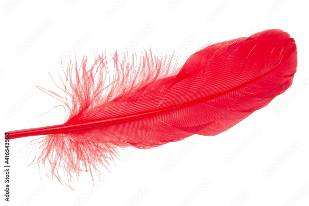 Elegant red feather isolated on the white background Elegant red feather isolated on the white background