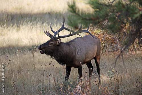 Male elk in the forest - Rocky Mountains National Park  Colorado