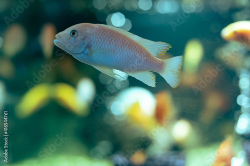 Aquarium fish cichlid in the aquarium. Home breeding