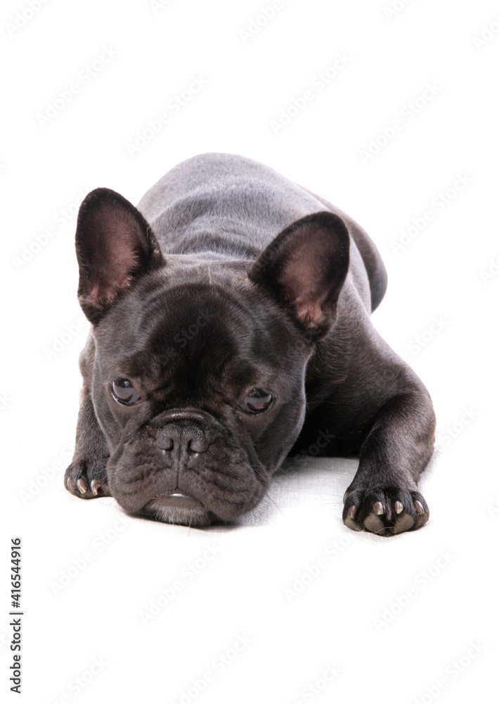 Fototapeta premium French Bulldog 1