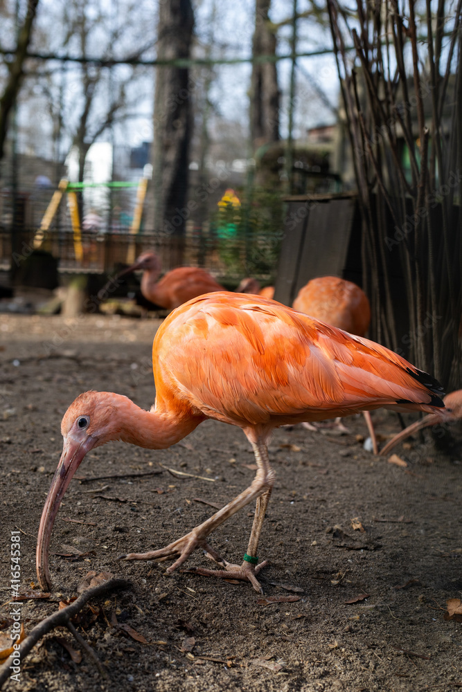 Scarlet ibis on the run in the zoo Scarlet ibis on the run in the zoo
