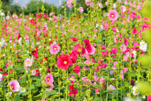 Fototapeta Naklejka Na Ścianę i Meble -  Hollyhocks are in bloom in a park in China's Hebei province