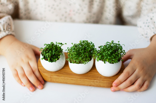 Little girl holding cress saladin eggshell in her hands.Fresh sprouted green sprouts. Green cress salad in eggshell. Fresh greens. Green sprouts. Preparing for Easter. 