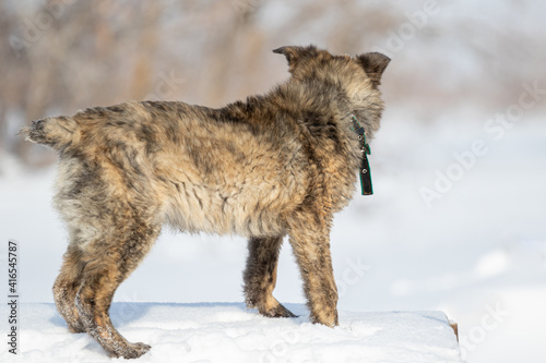 A brindle puppy walks outdoors in winter in the snow. The dog is not large in size with an unusual color. Has no breed. Docked tail. I turned away.
