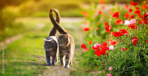two cute cats in love walk through a green meadow with red poppies and caress a warm summer sunny day