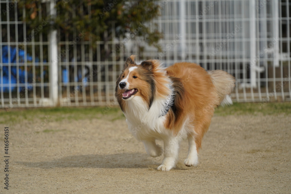 シェルティ