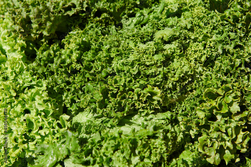 Fresh lettuce at the market on a sunny day. Green organic vegetable background.