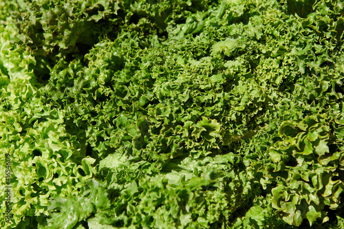 Fresh lettuce at the market on a sunny day. Green organic vegetable background.