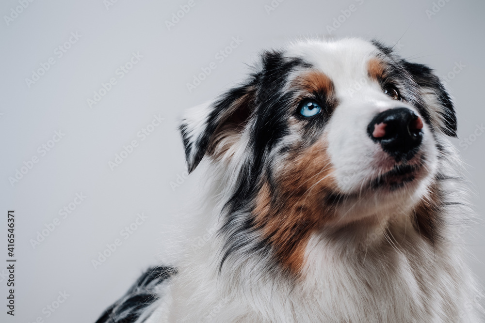Trained pet with multicolored eyes in white background. Happy dog's portrait concepting trust and innocence. Trained pet with multicolored eyes in white background. Happy dog's portrait concepting trust and innocence.