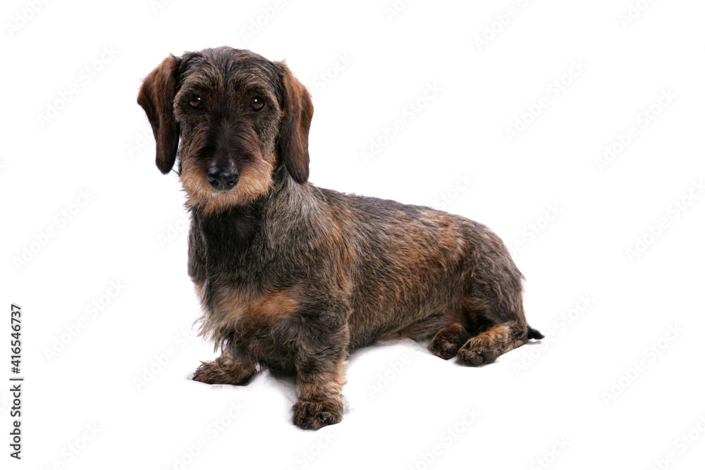 Wirehaired dachshund 1