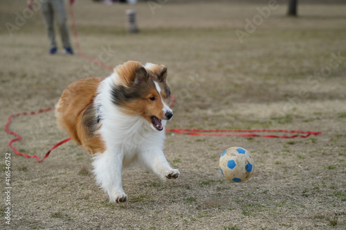 シェルティ