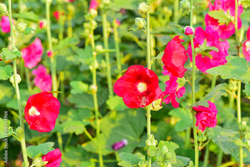 Hollyhocks are in bloom in a park in China's Hebei province