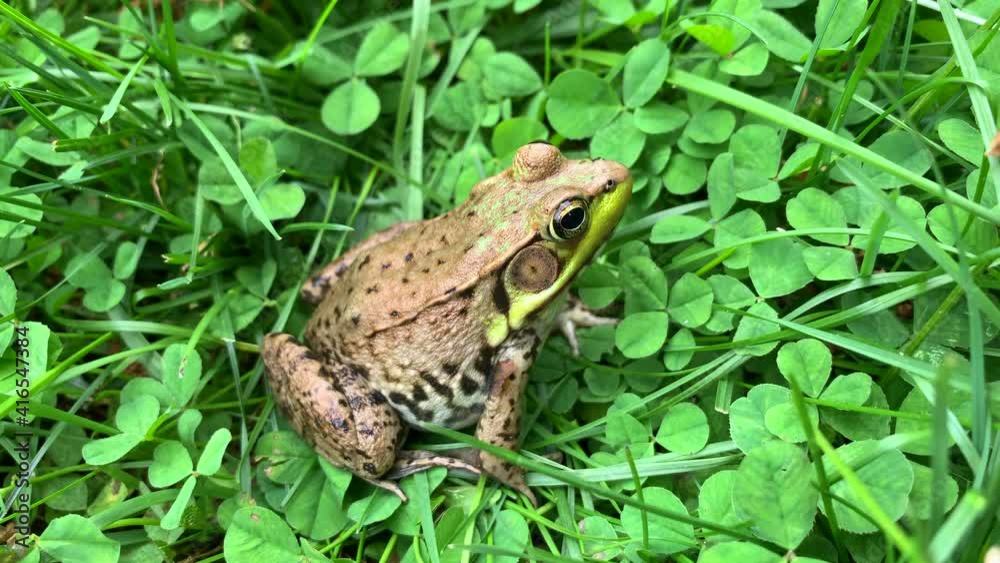Common Water Frog Sitting Amidst Green Grass and Leaves Top View Common Water Frog Sitting Amidst Green Grass and Leaves Top View