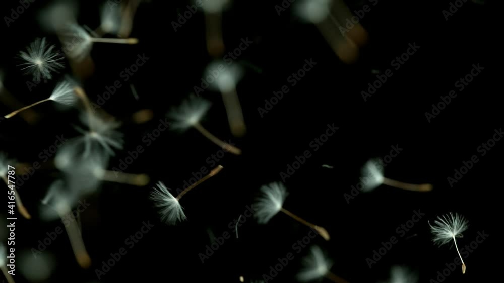 Macro Shot of Dandelion being blown in super slow motion on black background. Filmed on high speed cinematic camera at 1000 fps.