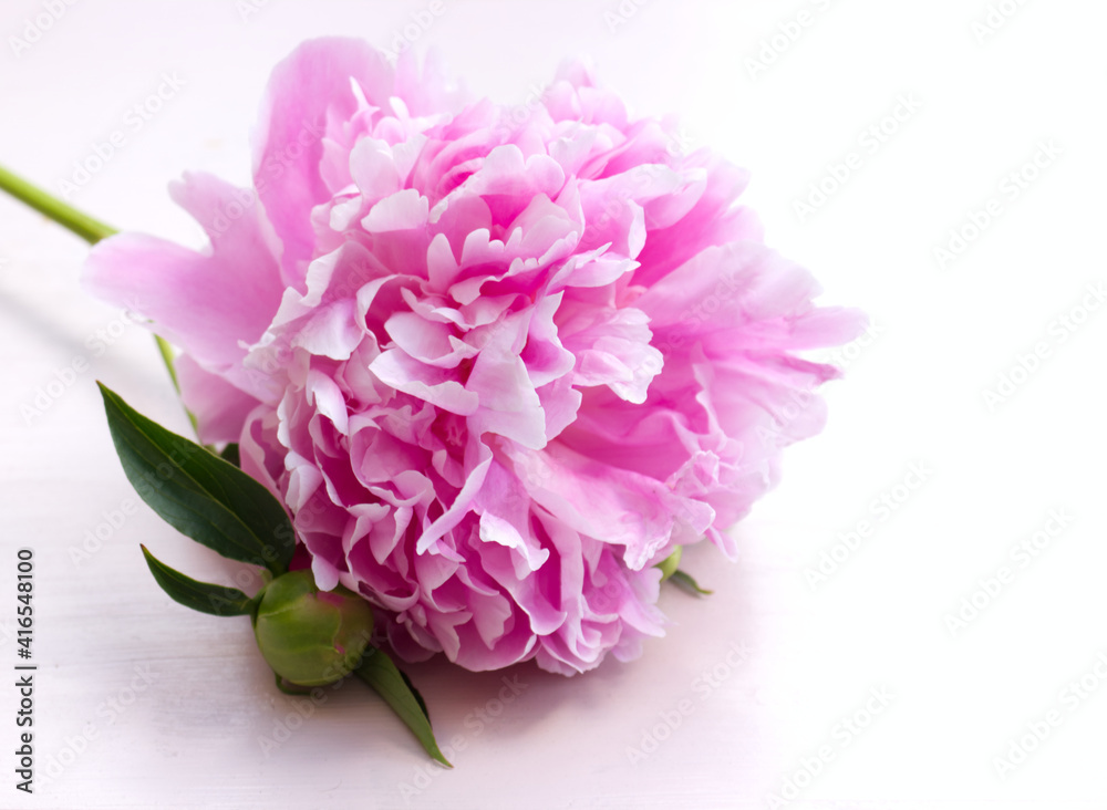 Close up of pink peonie flowers isolated on white table background. Floral frame composition. Decorative web banner. Styled stock photo. Empty space, flat lay, top view. Close up of pink peonie flowers isolated on white table background. Floral frame composition. Decorative web banner. Styled stock photo. Empty space, flat lay, top view.