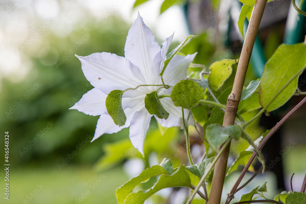 Obraz premium flower and leaves against of the sky