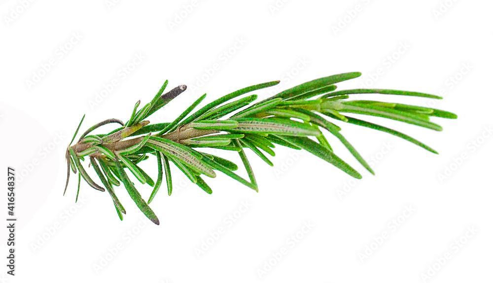 Fresh green sprigs of rosemary isolated on a white background