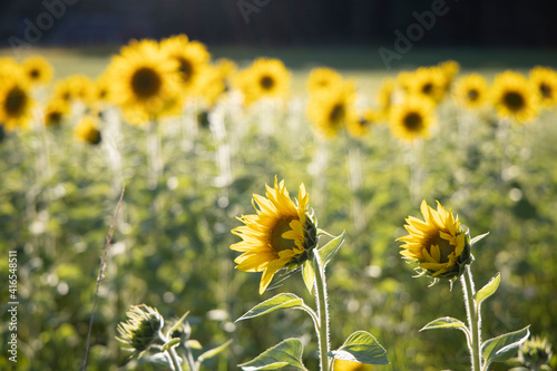 field of sunflowers in summer