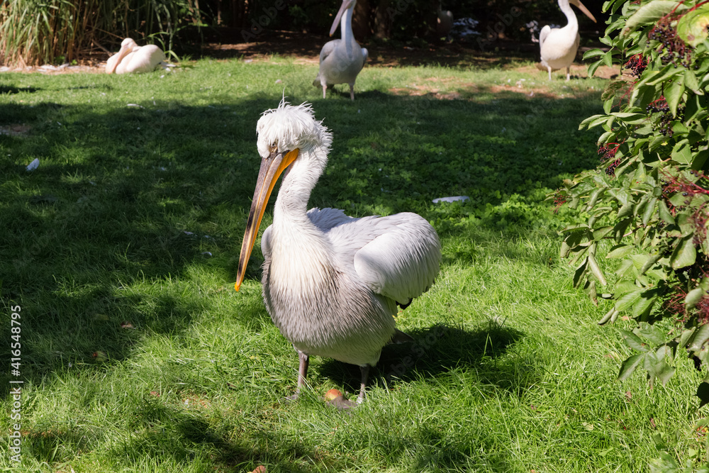 Portrait of Great white pelican Pelecanus crispus with yellow long beak on the grass. Zoo birds.