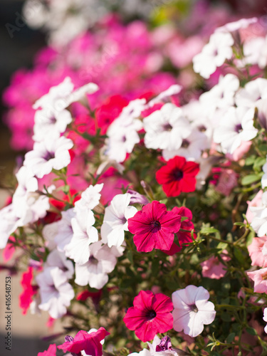 Close-up of white, pink and red petunia flowers