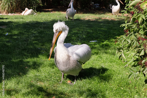 Obraz na płótnie Portrait of Great white pelican Pelecanus crispus with yellow long beak on the grass. Zoo birds. w salonie