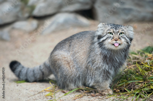 Pallas's cat (Otocolobus manul). Manul is living in the grasslands and montane steppes of Central Asia. Portrait of cute furry adult manul on the sand. Instinct to hunt photo