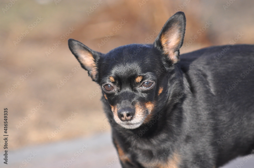 Russian Toy Terrier Looks Into the Distance