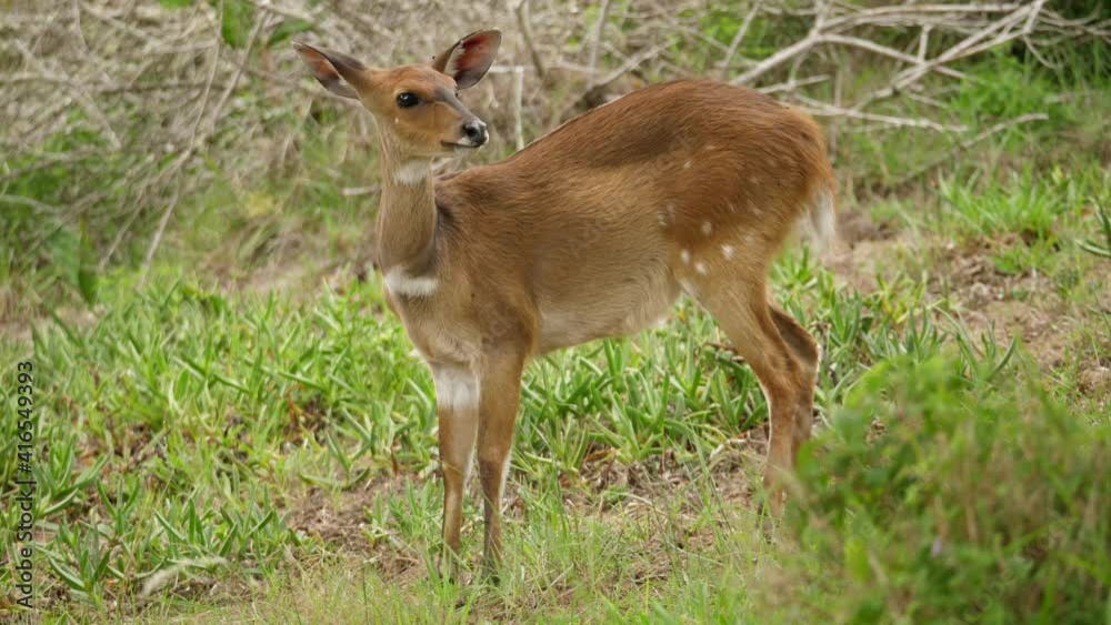 Female bushbuck antelope cautiously sniffs air and returns to grazing Female bushbuck antelope cautiously sniffs air and returns to grazing