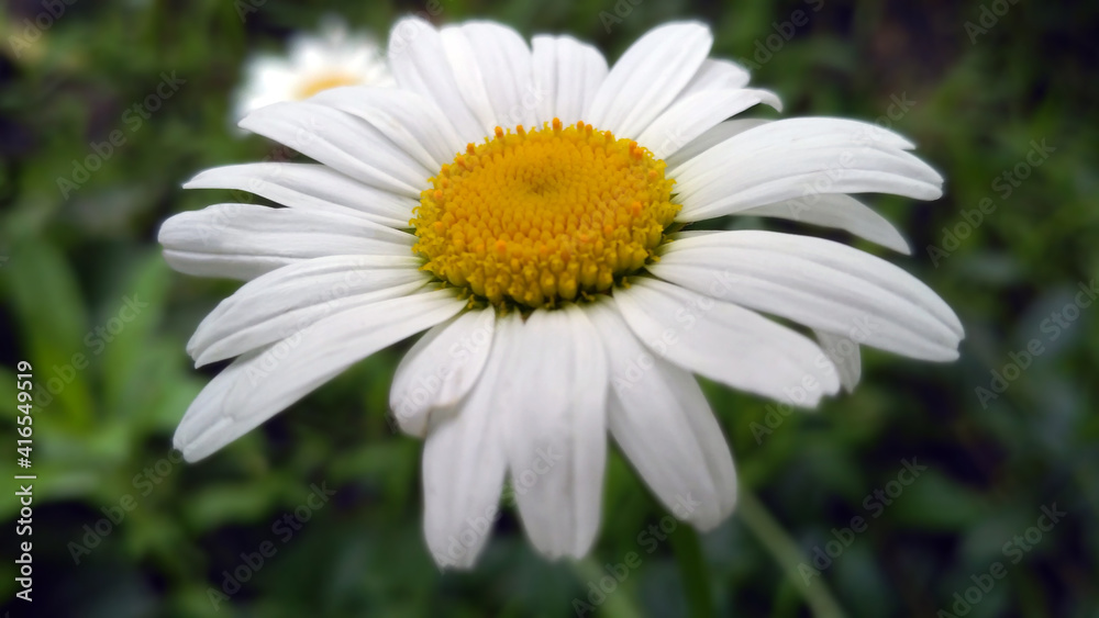 Fototapeta premium Garden chamomile flowering plant, closeup