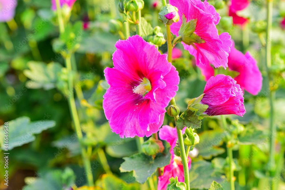 Obraz premium Hollyhocks are in bloom in a park in China's Hebei province