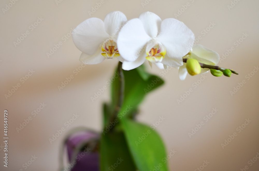 Fototapeta premium white orchid flower