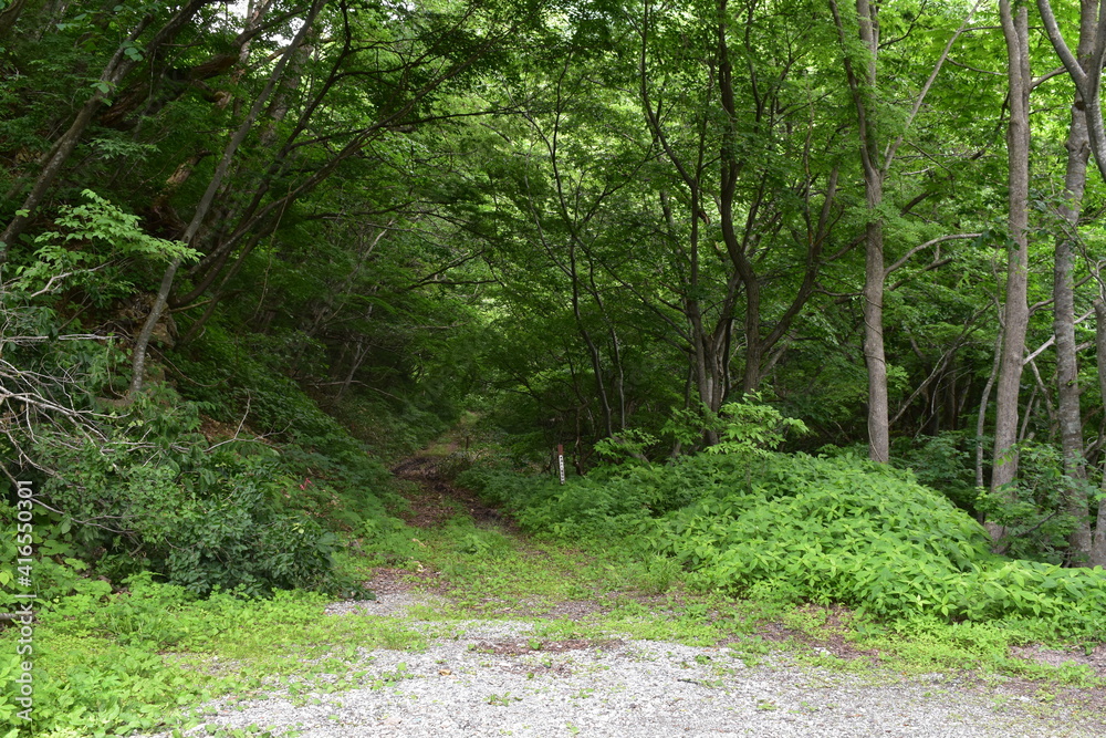 Obraz premium 鬱蒼とした森の中に続く道