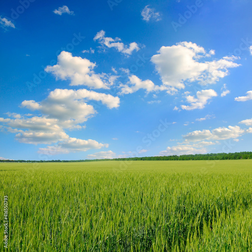 Green wheat field and blue cloudy sky.