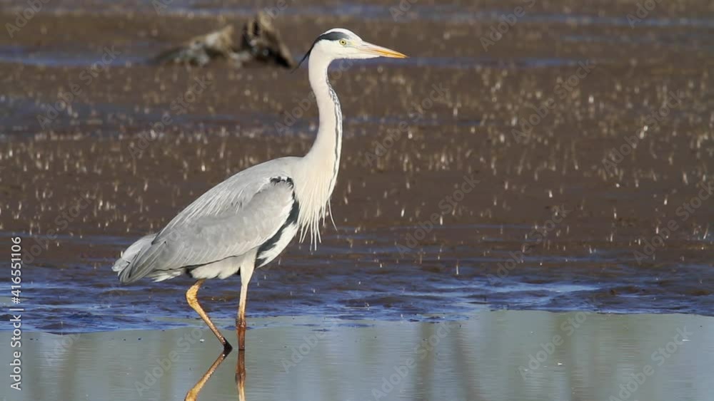 Grey heron in hunt on the shallow marsh