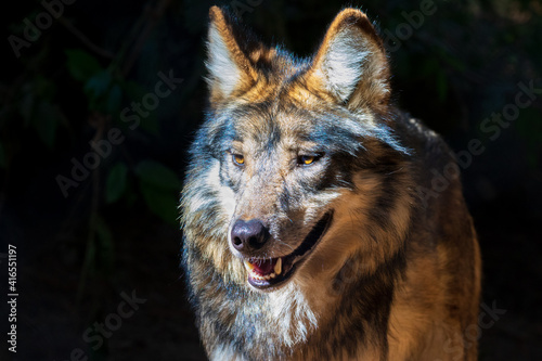Mexican wolf headshot