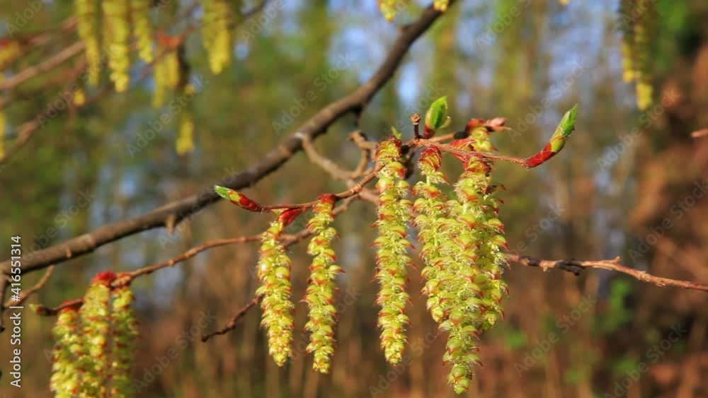 The flowers of Carpinus betulus, the European or common hornbeam The flowers of Carpinus betulus, the European or common hornbeam