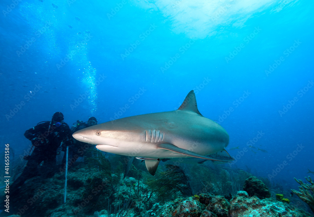 Fototapeta premium Caribbean reef shark and divers.