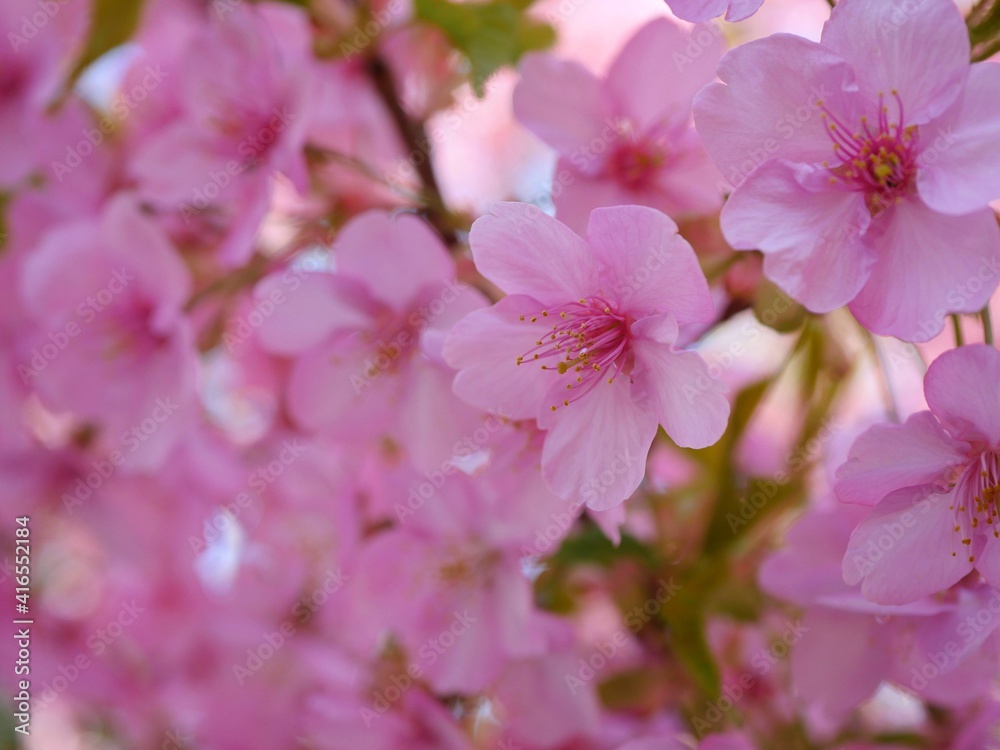 Obraz premium 桜（河津桜）13 満開