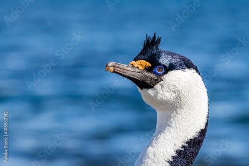 Antarctic shag (Leucocarbo bransfieldensis) in breeding plumage, Barrientos Island, Antarctica, Polar Regions photo